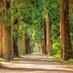 Waldweg, rechts und links große und alte Bäume