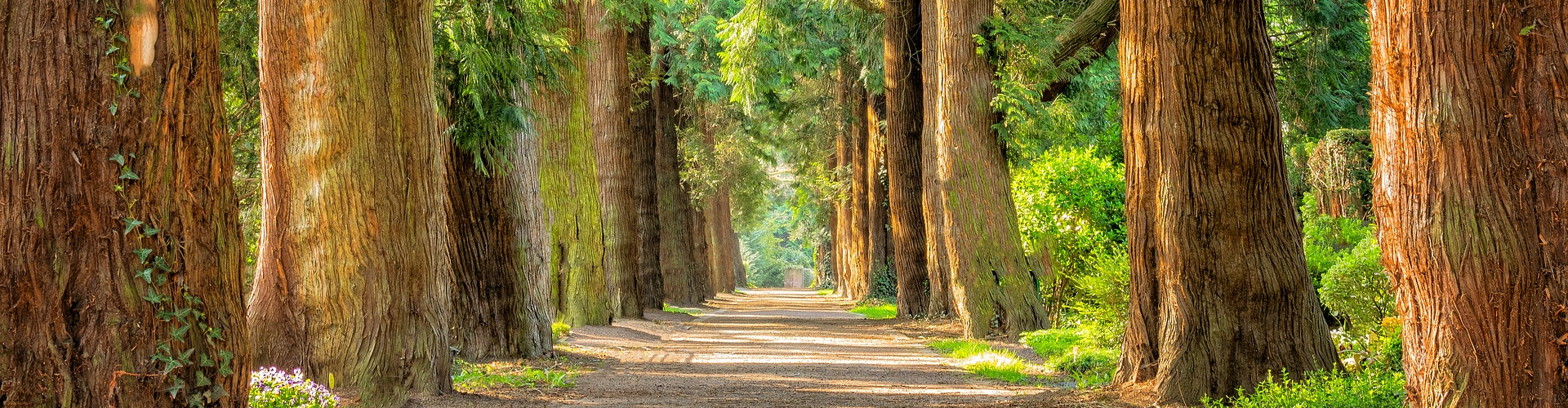 Waldweg, rechts und links große und alte Bäume